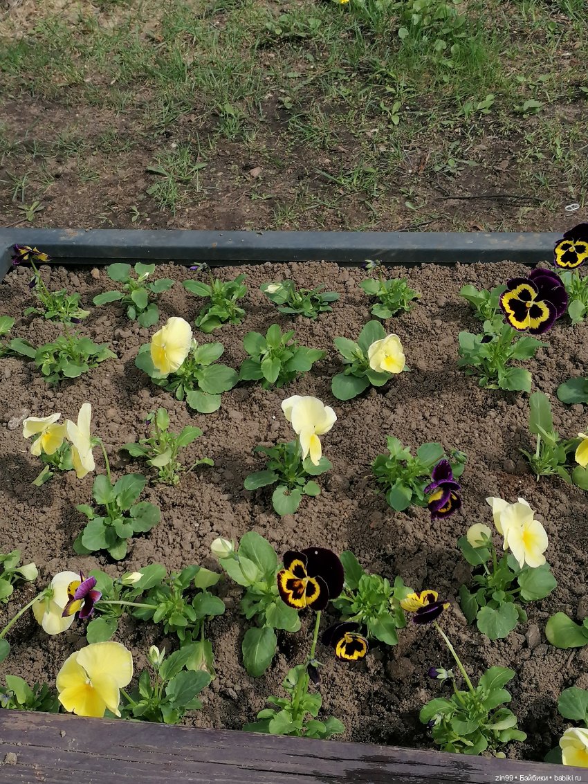 Воскресная прогулка в Измайловском парке