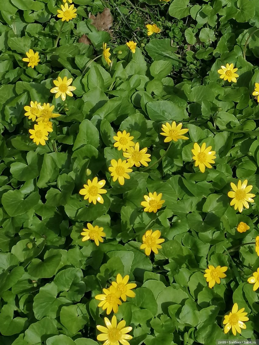 Воскресная прогулка в Измайловском парке