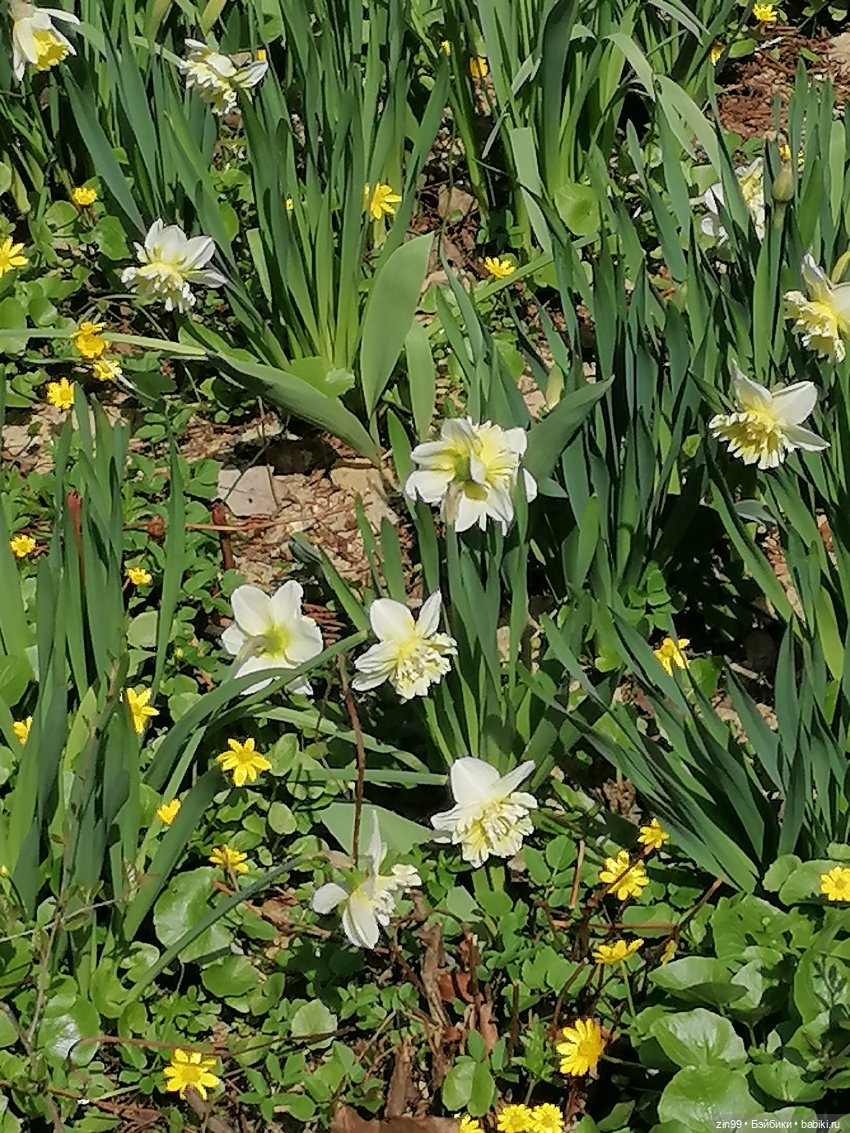 Воскресная прогулка в Измайловском парке (фото 8)