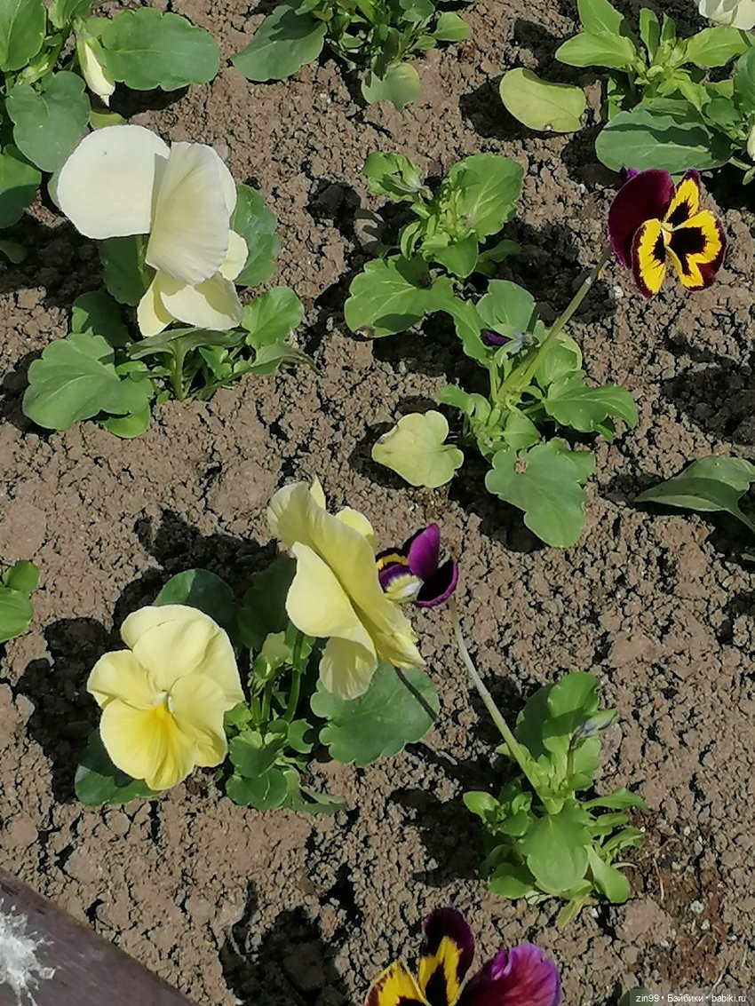 Воскресная прогулка в Измайловском парке