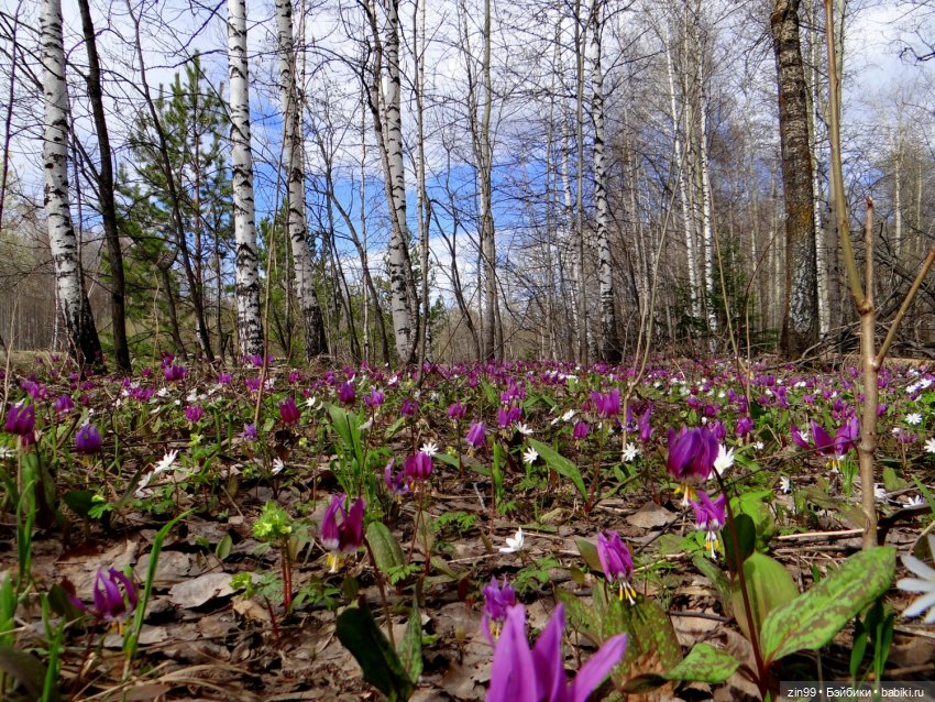 Воскресная прогулка в Измайловском парке