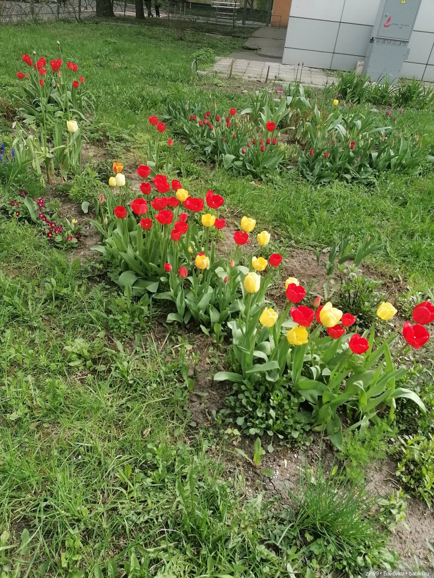 Цветет вишня, черемуха и куклы Rainbow High (фото 7)