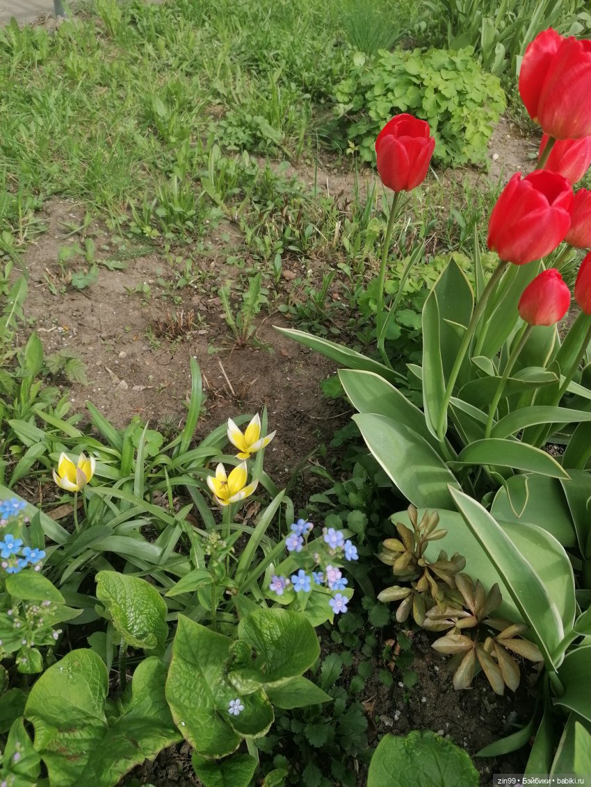 Цветет вишня, черемуха и куклы Rainbow High (фото 5)