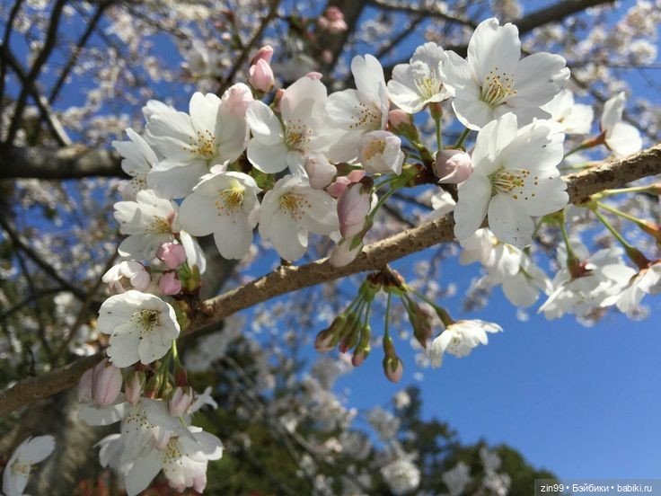 Цветет вишня, черемуха и куклы Rainbow High