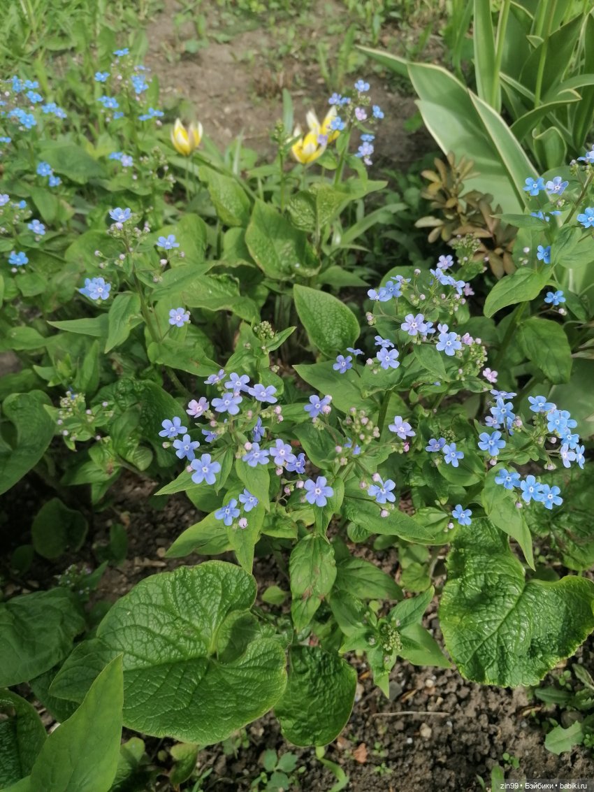 Цветет вишня, черемуха и куклы Rainbow High (фото 2)