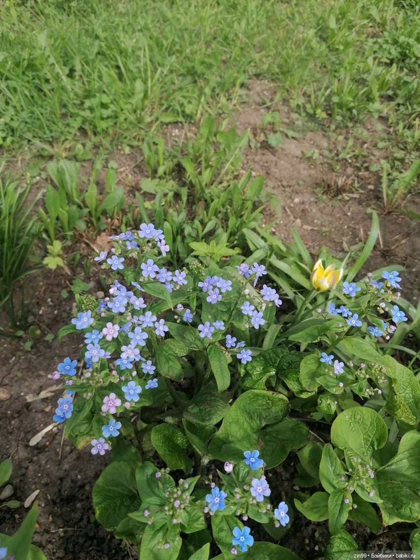 Цветет вишня, черемуха и куклы Rainbow High (фото 6)