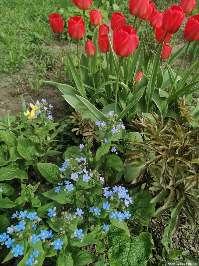 Цветет вишня, черемуха и куклы Rainbow High (фото 4)