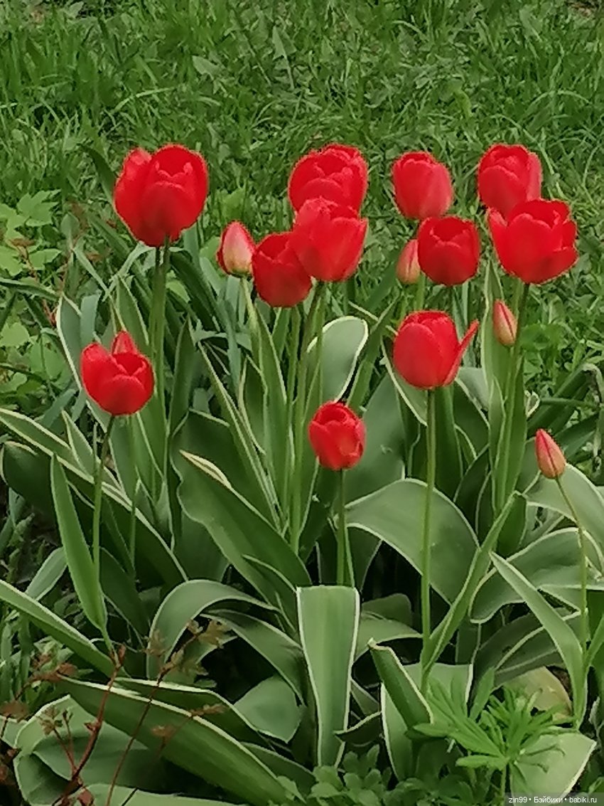 Цветет вишня, черемуха и куклы Rainbow High (фото 8)