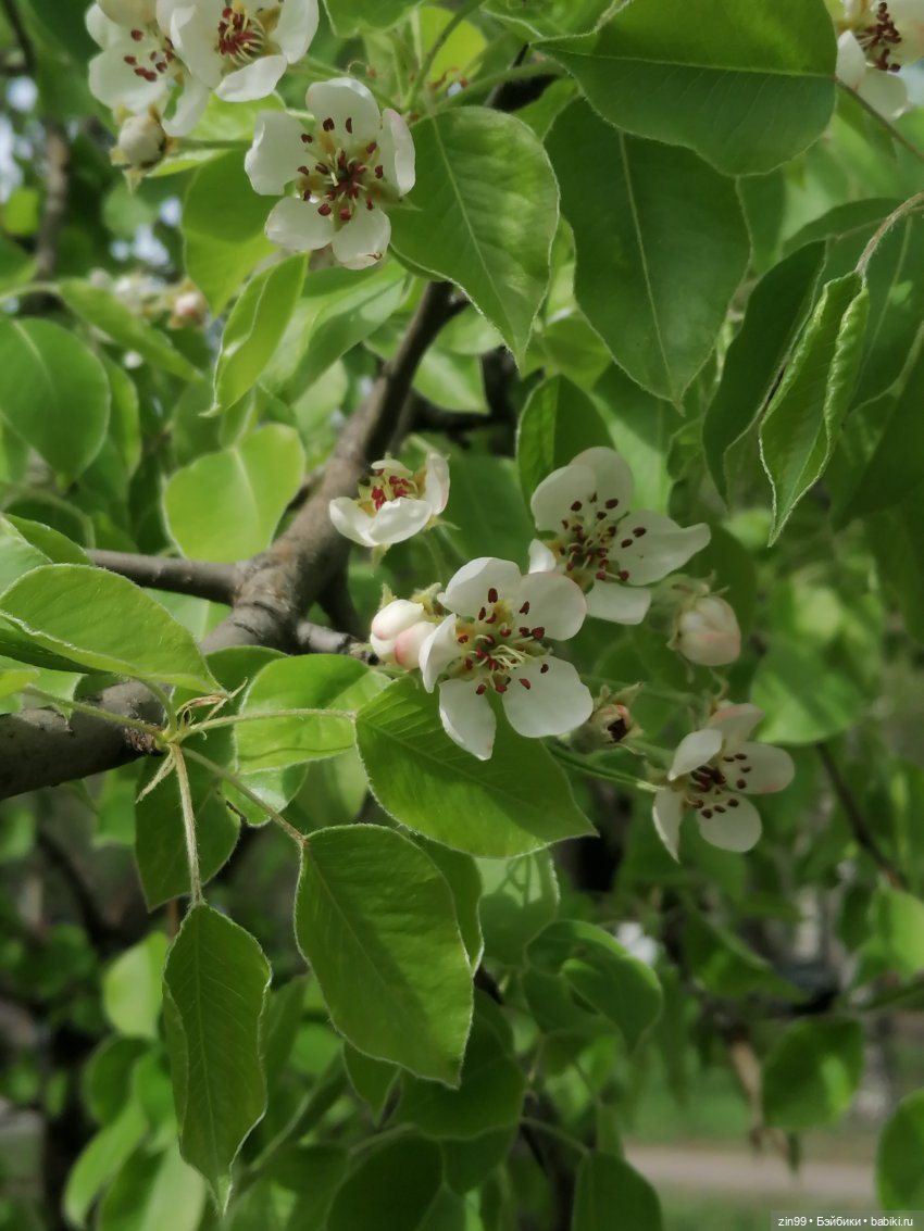 Цветет вишня, черемуха и куклы Rainbow High