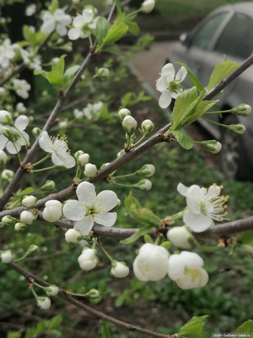 Цветет вишня, черемуха и куклы Rainbow High