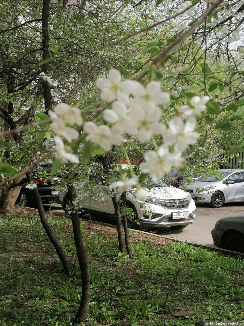 Цветет вишня, черемуха и куклы Rainbow High
