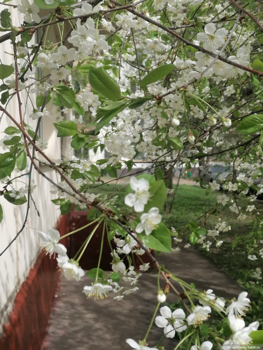 Цветет вишня, черемуха и куклы Rainbow High