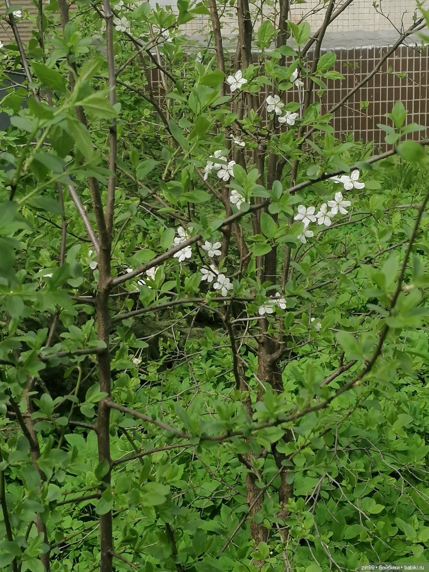 Цветет вишня, черемуха и куклы Rainbow High