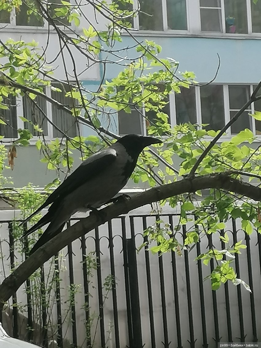 Цветет вишня, черемуха и куклы Rainbow High