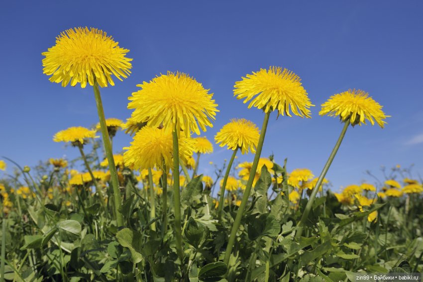 Девочка и одуванчики — Коллекционные куклы разных авторов (Разное): редкие бренды (фото 7)