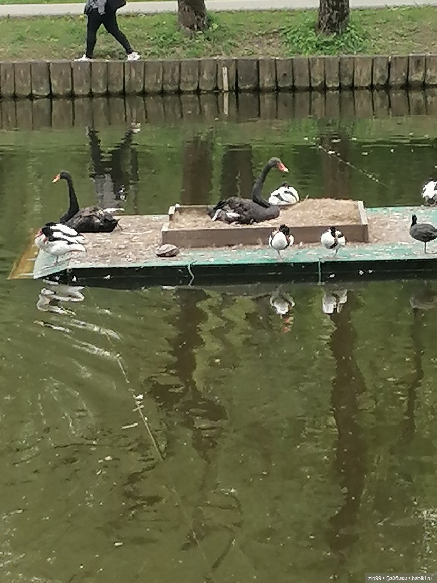 Возвращение Фейсинки Сюзи