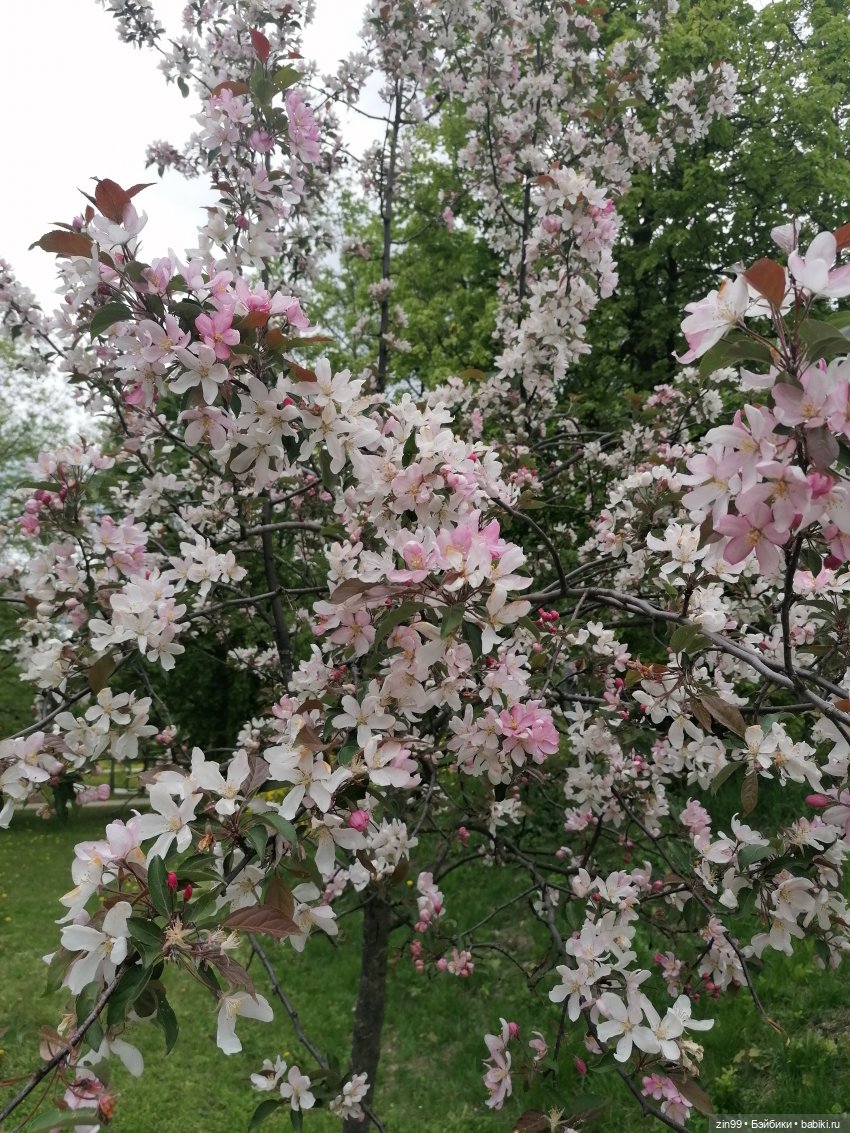 Возвращение Фейсинки Сюзи