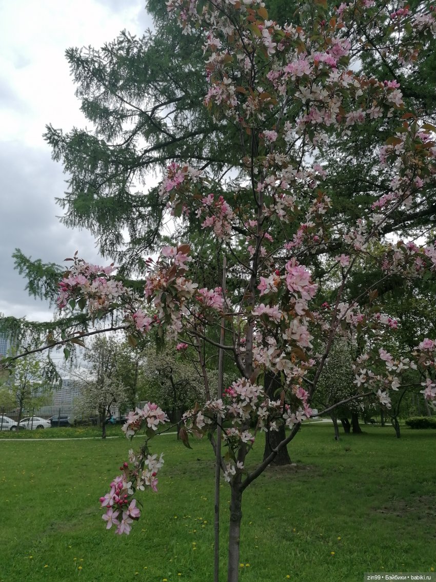 Возвращение Фейсинки Сюзи (фото 4)