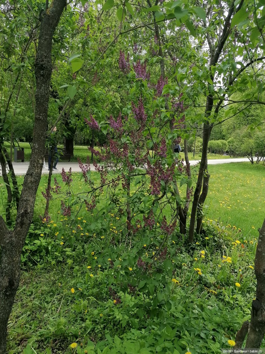 Возвращение Фейсинки Сюзи (фото 8)