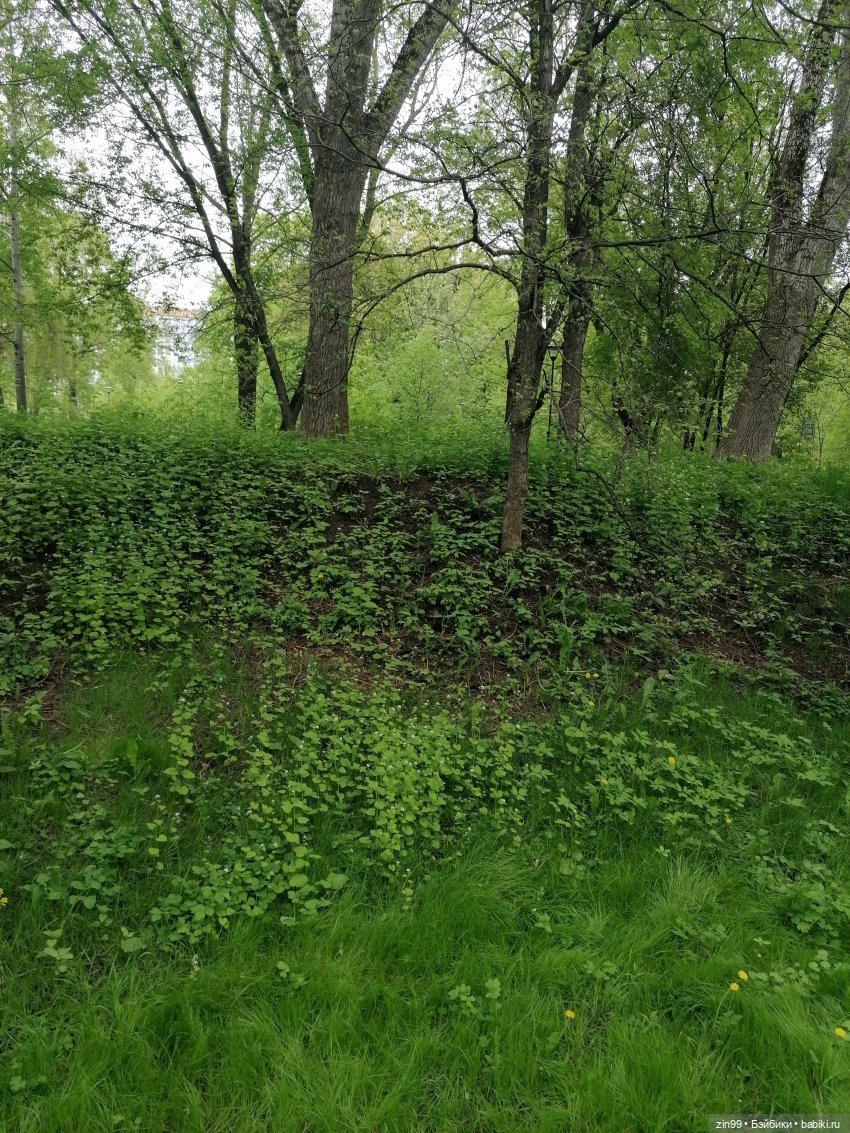 Возвращение Фейсинки Сюзи