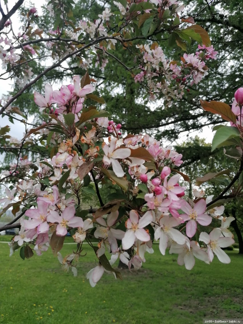 Возвращение Фейсинки Сюзи (фото 5)