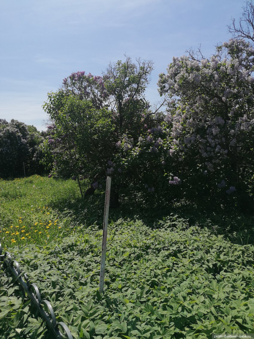 Сиреневый сад с куклой Луизой