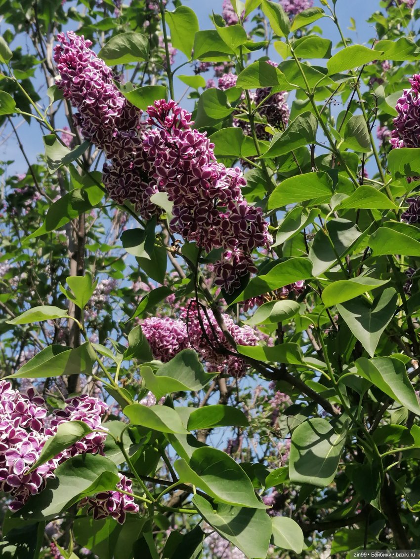 Сиреневый сад с куклой Луизой (фото 6)