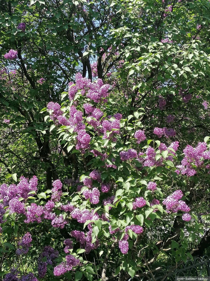 Сиреневый сад с куклой Луизой