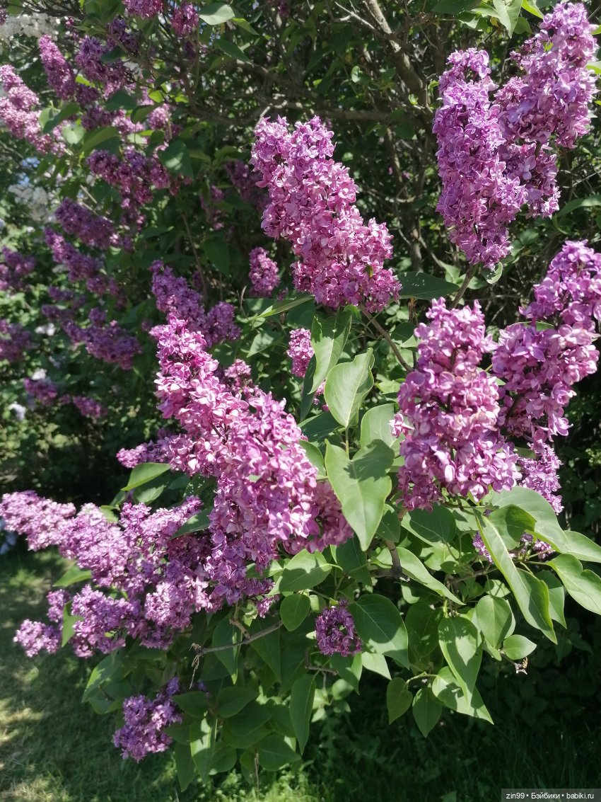 Сиреневый сад с куклой Луизой