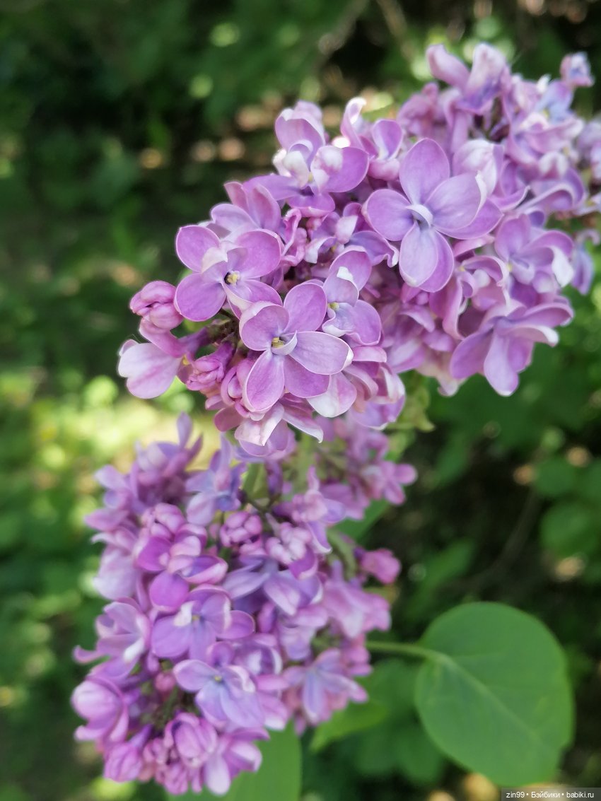 Сиреневый сад с куклой Луизой (фото 3)