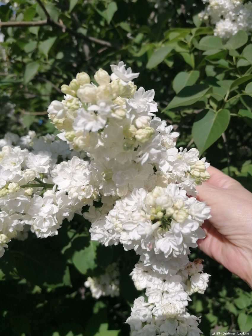 Сиреневый сад с куклой Луизой