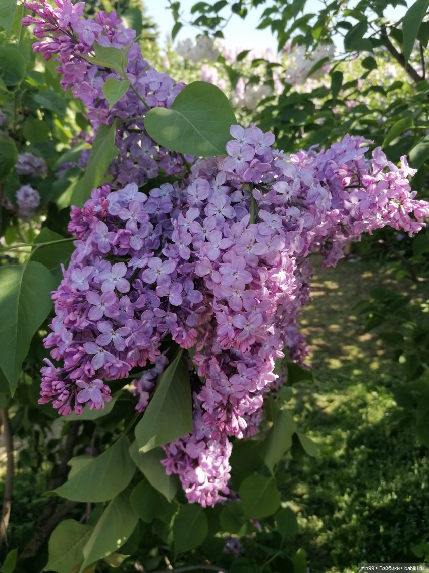 Сиреневый сад с куклой Луизой