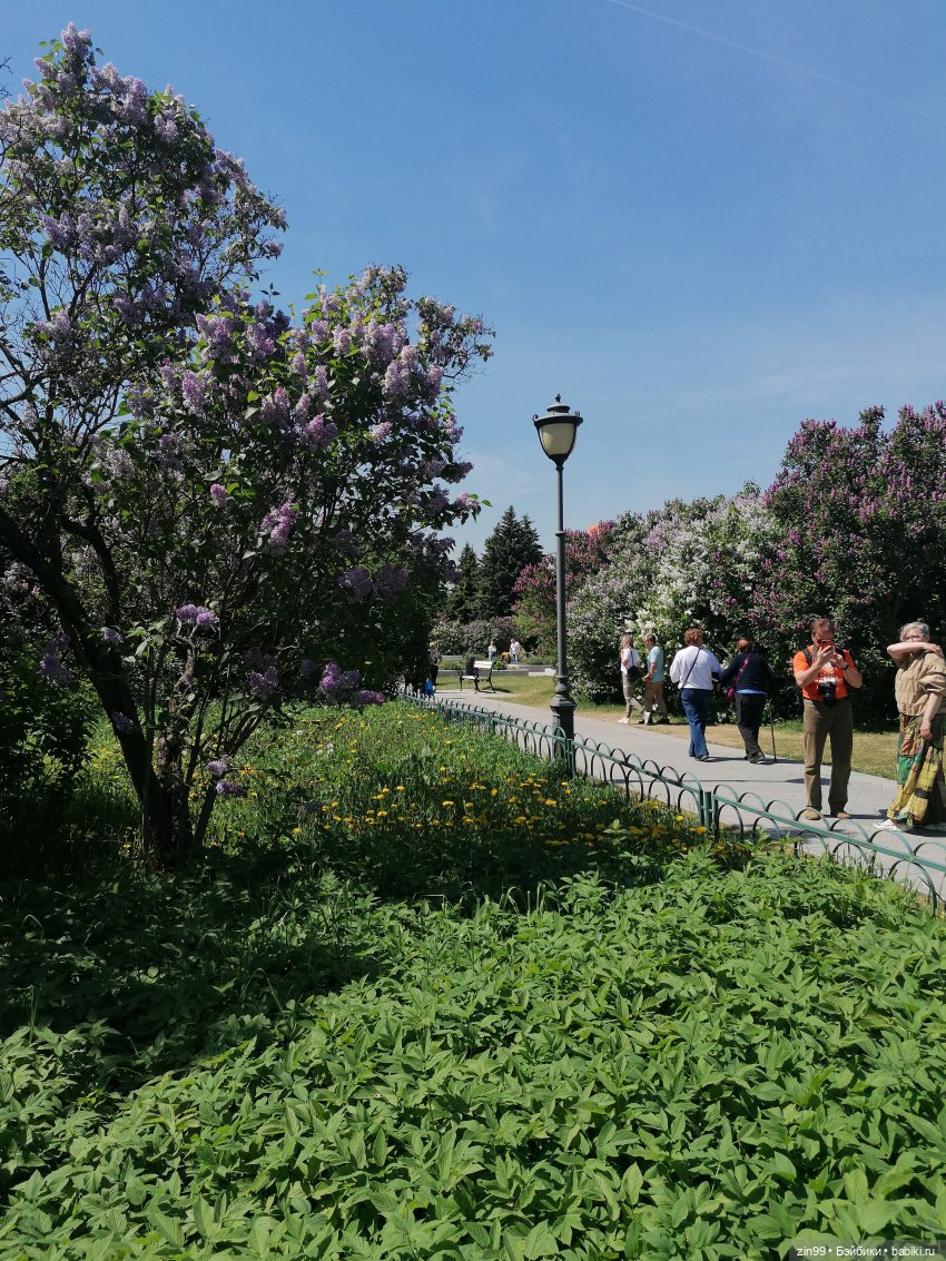 Сиреневый сад с куклой Луизой