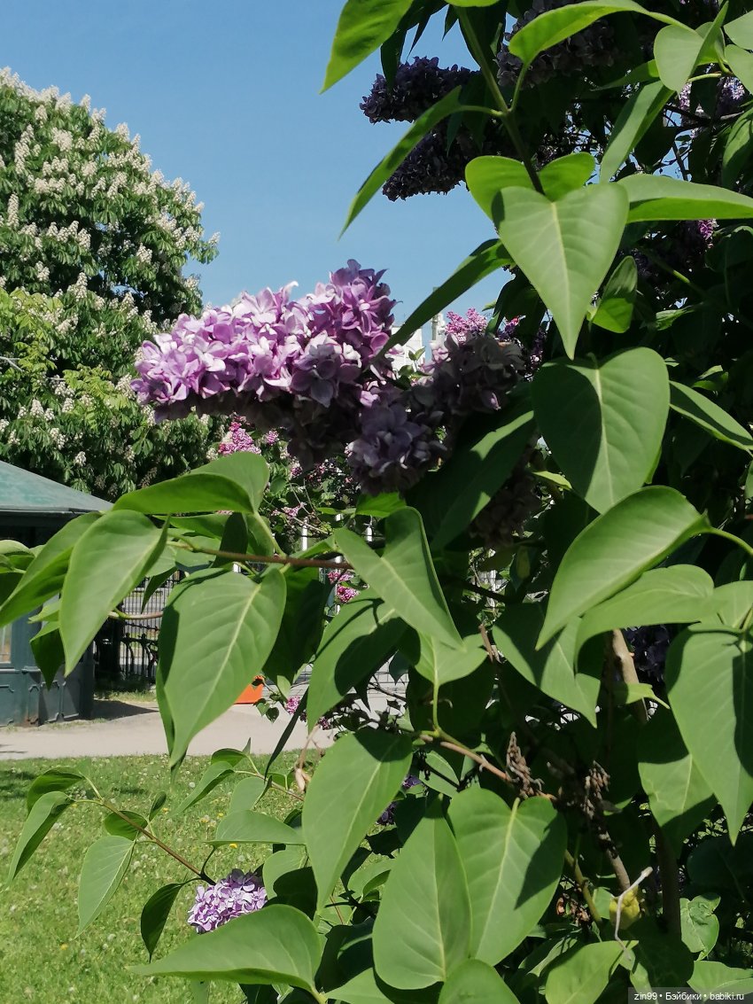 Сиреневый сад с куклой Луизой (фото 4)