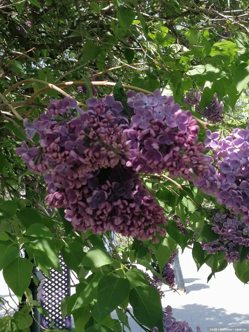 Сиреневый сад с куклой Луизой (фото 10)