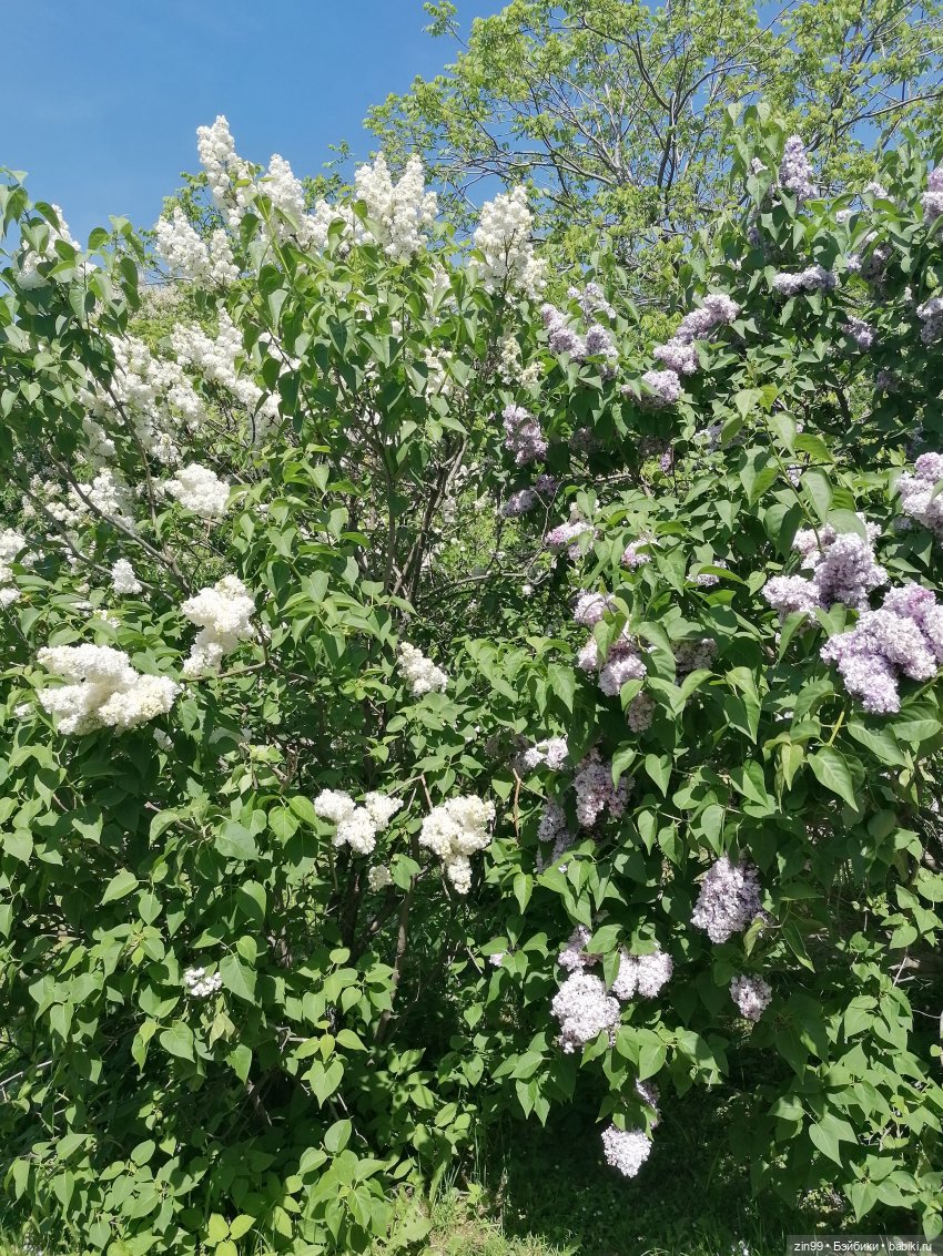 Сиреневый сад с куклой Луизой