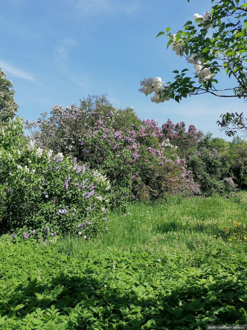 Сиреневый сад с куклой Луизой (фото 7)