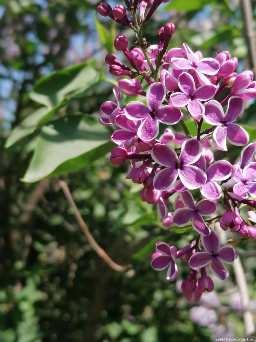 Сиреневый сад с куклой Луизой (фото 5)