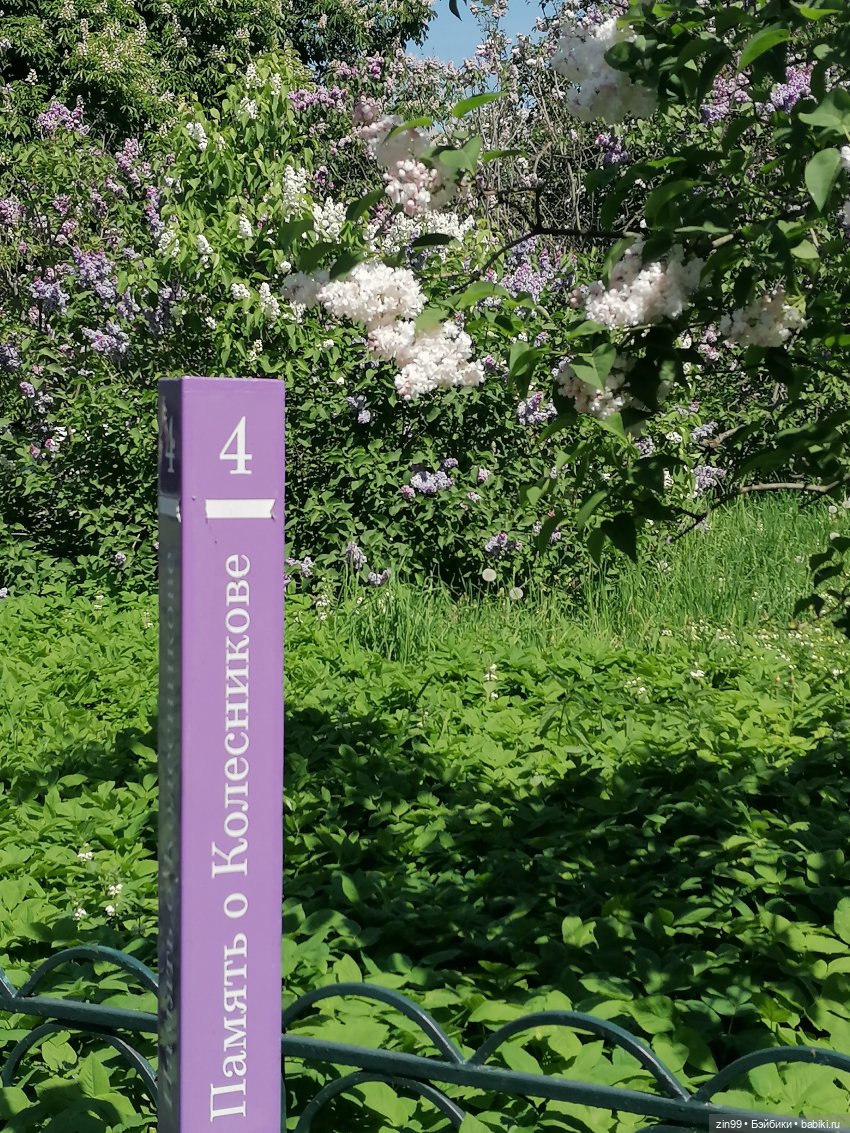 Сиреневый сад с куклой Луизой (фото 9)