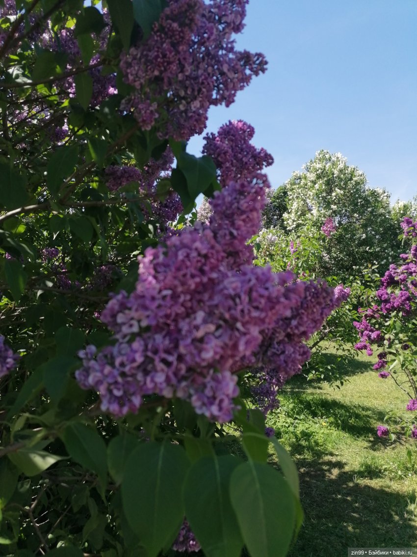 Сиреневый сад с куклой Луизой