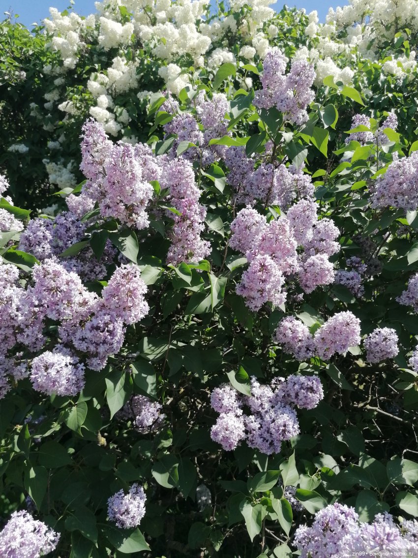 Сиреневый сад с куклой Луизой