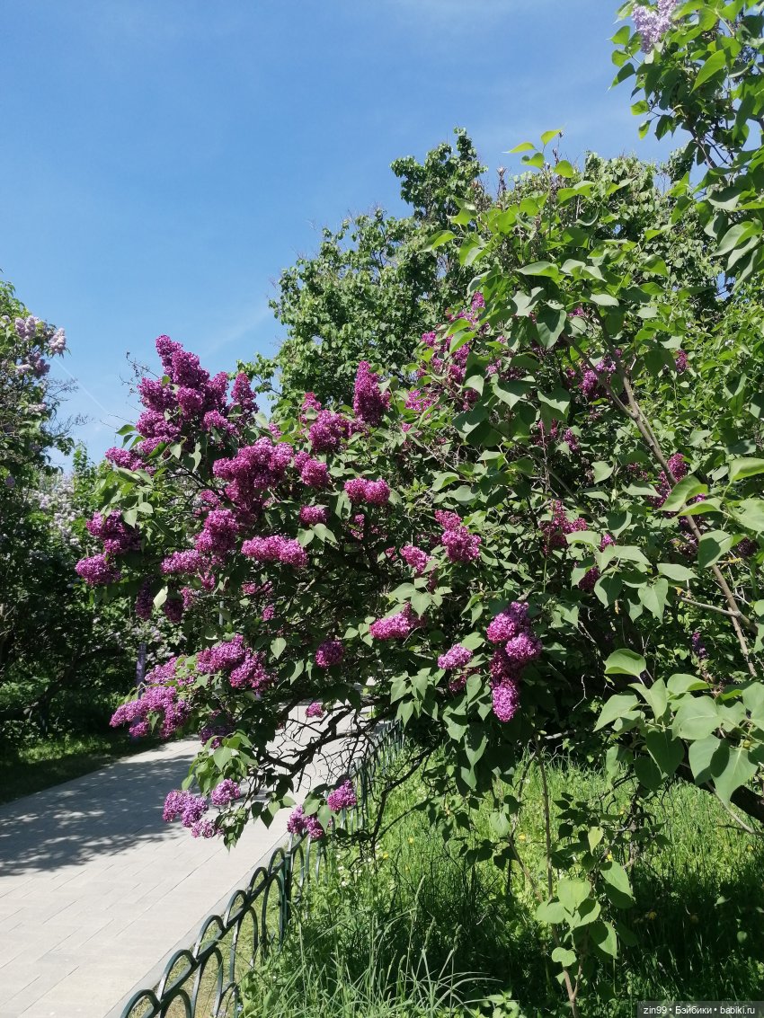 Сиреневый сад с куклой Луизой