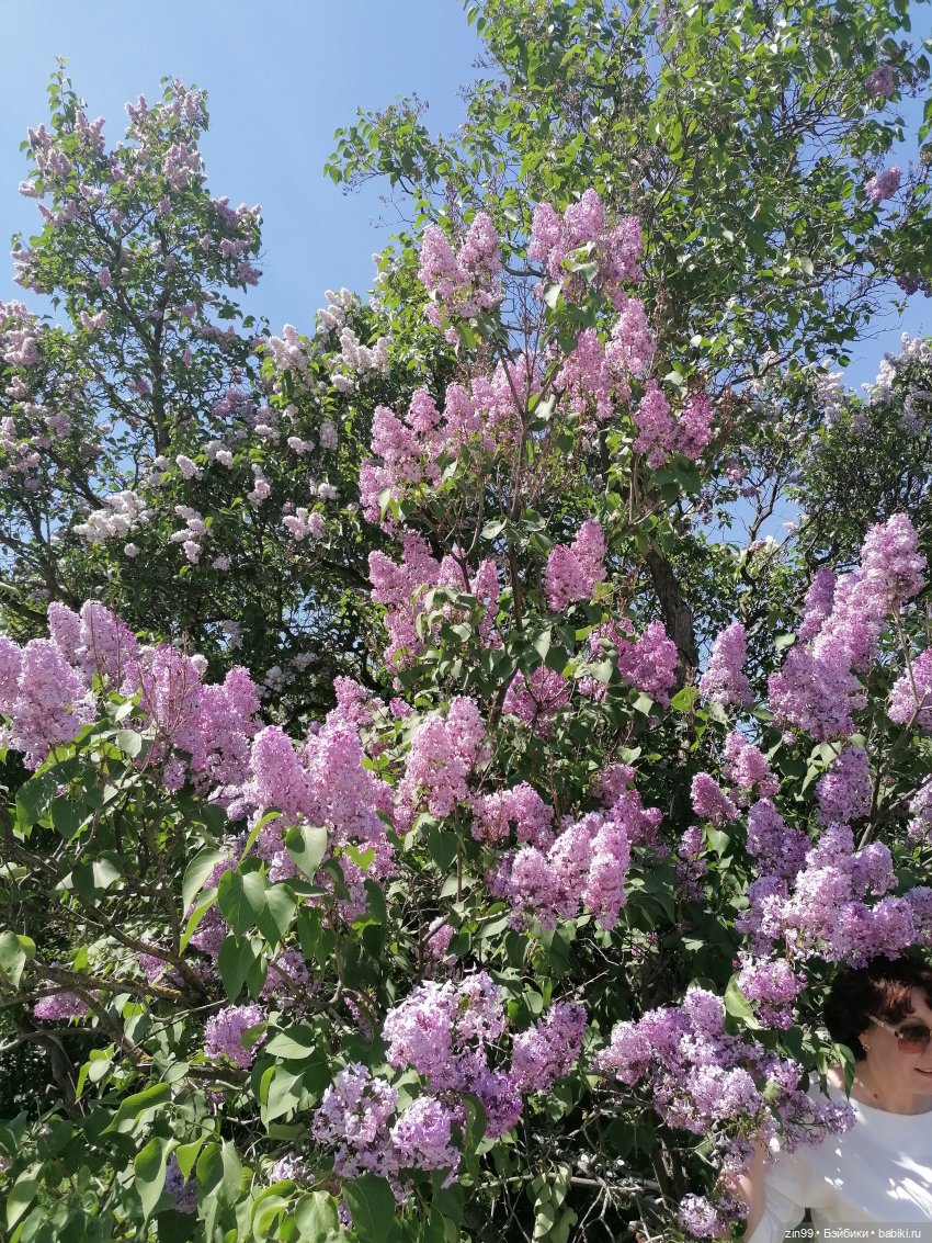 Сиреневый сад с куклой Луизой