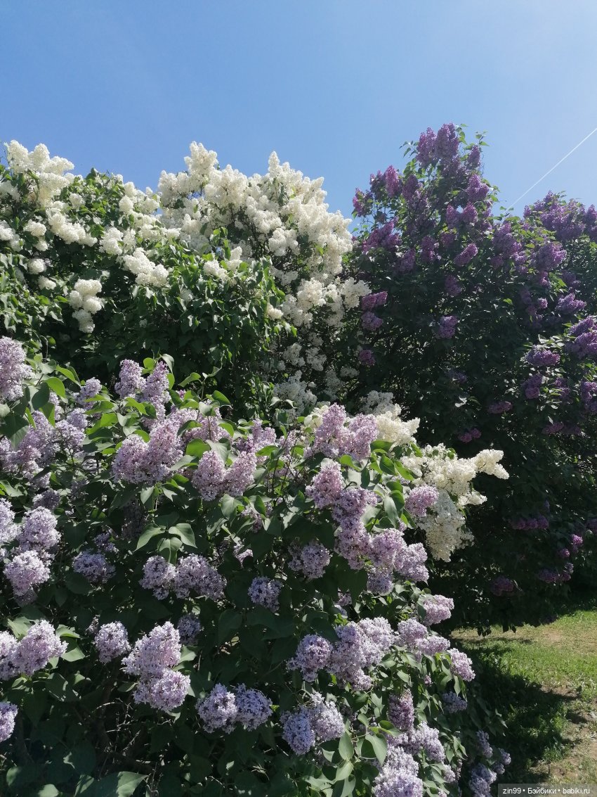 Сиреневый сад с куклой Луизой