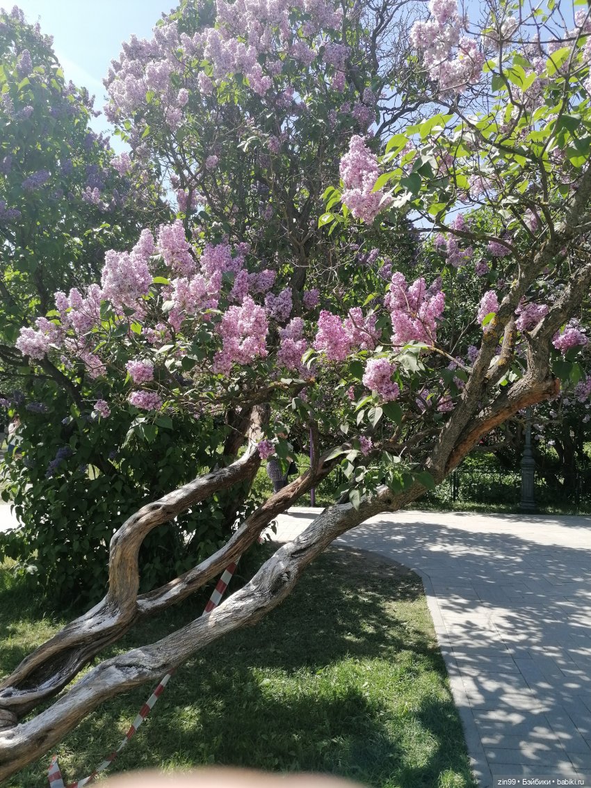 Сиреневый сад с куклой Луизой