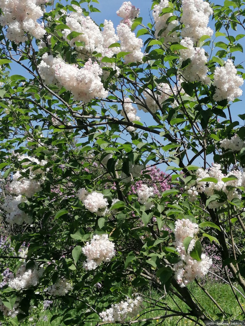 Сиреневый сад с куклой Луизой