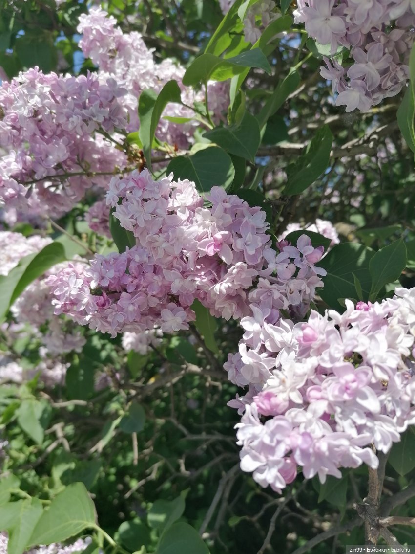 Сиреневый сад с куклой Луизой