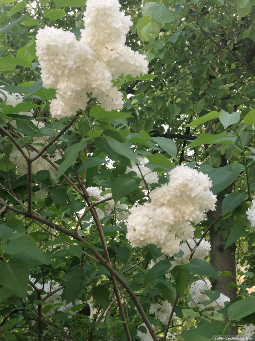 Прогулка по ВДНХ | Бэйбики Прогулка по ВДНХ — Куклы Rainbow High (Рейнбоу Хай