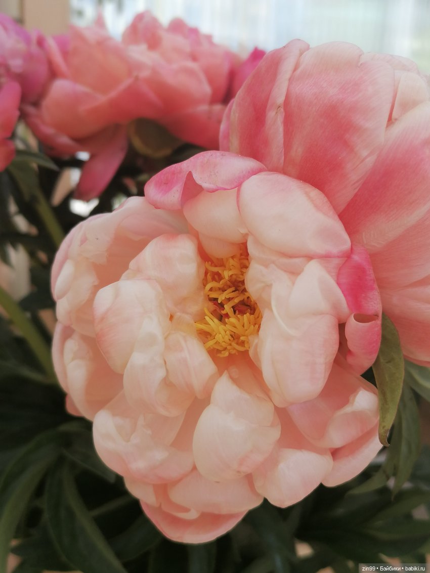 Выставка цветов на ВДНХ — Куклы Rainbow High (Рейнбоу Хай