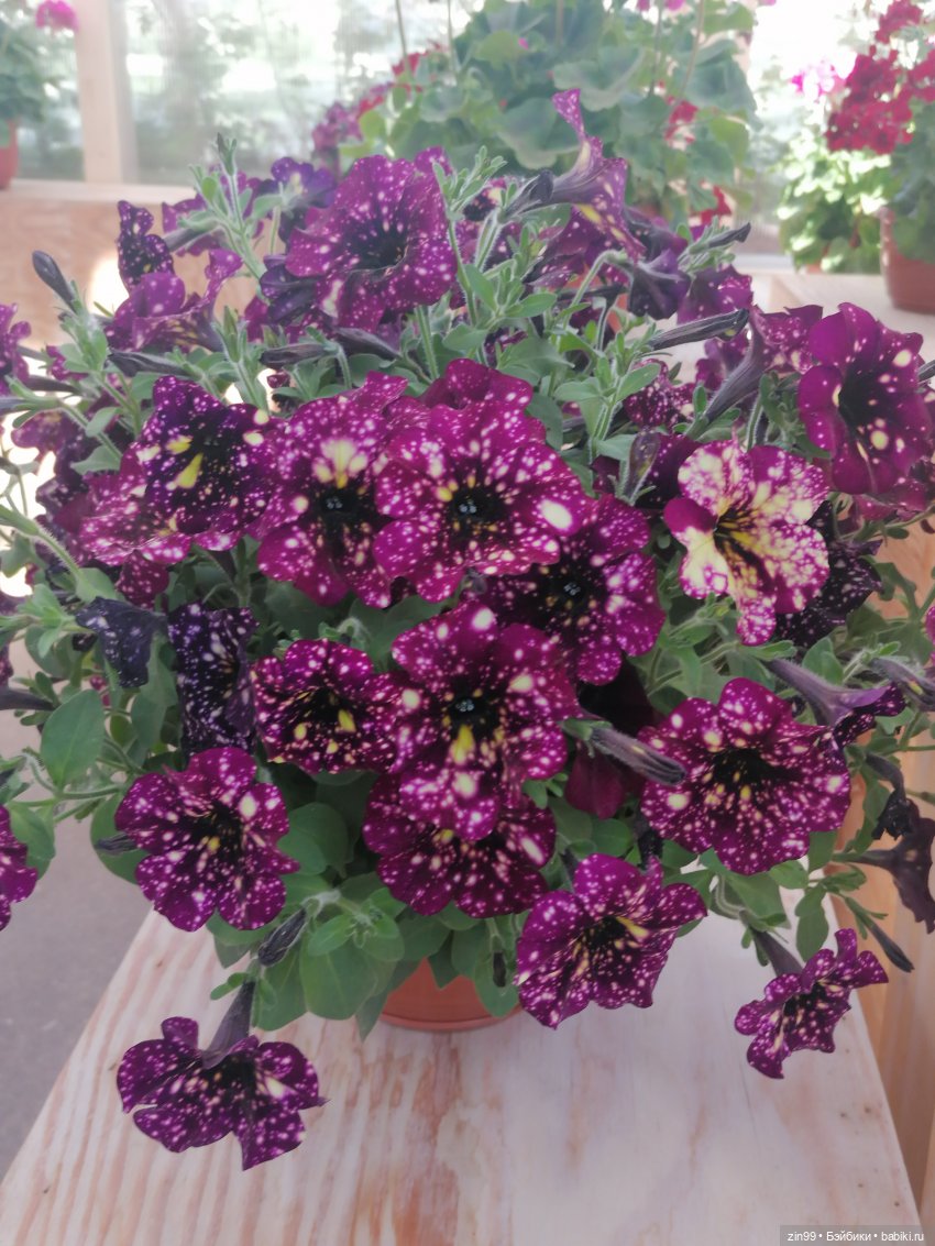 Выставка цветов на ВДНХ — Куклы Rainbow High (Рейнбоу Хай